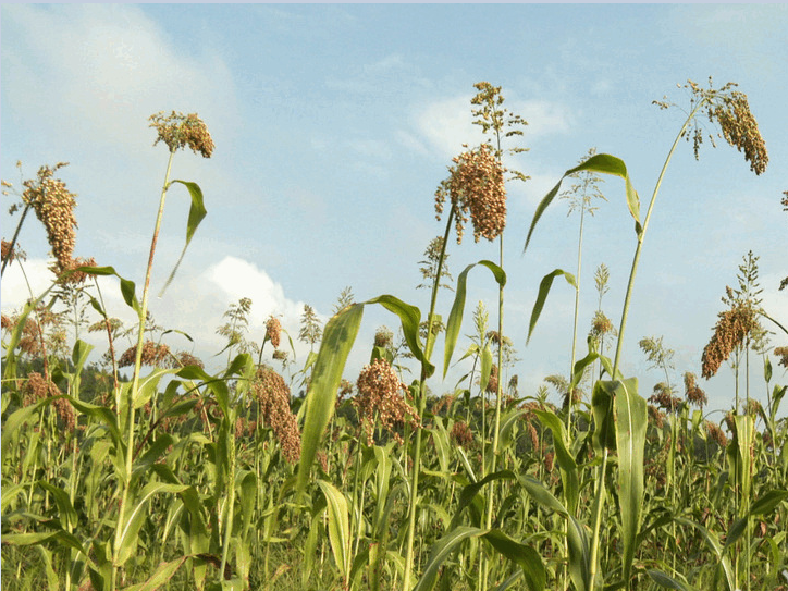 Z6��������ʱ���й������ٷ���վ